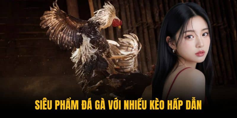 Siêu phẩm đá gà với nhiều kèo hấp dẫn Siêu phẩm đá gà với nhiều kèo hấp dẫn